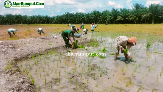 
					Babinsa Koramil 09/NL Kodim 0209/Labuhanbatu Serma Yogie Endar, terjun langsung ke sawah membantu para petani dalam kegiatan penanaman padi balik Damen. Kegiatan ini berlangsung di Dusun Tanjung Rejo Desa Tanjung Haloban Kecamatan Bilah Hilir Kabupaten Labuhanbatu, Senin kemarin (14/04/2025)