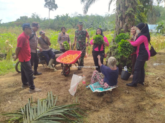
					Babinsa Koramil 11/KP Kodim 0209/Labuhanbatu Sertu Bagus Brahmana hadiri Kegiatan Panen Jagung 1 Juta Hektar yang diselenggarakan oleh Polsek Silangkitang bertempat di Dusun Kampung Bandung Desa Mandalasena Kecamatan Silangkitang Kabupaten Labuhanbatu Selatan, pada Jumat (09/10/2025)