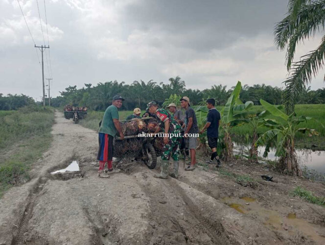 
					Babinsa tidak hanya membantu secara fisik, tetapi juga memberikan imbauan untuk selalu mengutamakan keselamatan kerja dan menjaga keamanan kebun dari tindak pencurian. Rabu (14/05/2025)