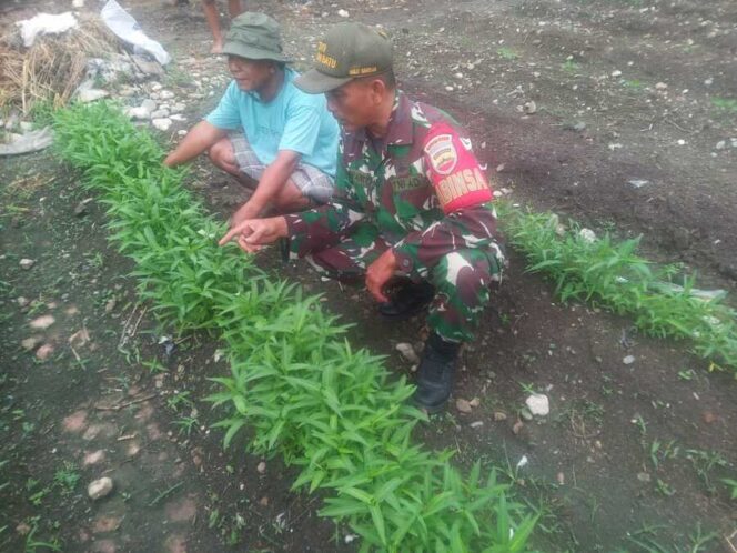 
					Babinsa Koramil 09/NL Serma Iswanto melaksanakan Komunikasi Sosial (Komsos) bersama petani sayuran kangkung di Kecamatan Pangkatan Kabupaten Labuhanbatu, Senin (16/06/2025)