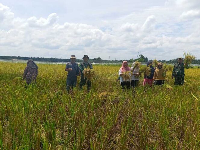 
					Pelda Alfian Marzuki Siregar bersama rekannya turun langsung memanen padi di Parmerahan, Desa Sabungan, Kecamatan Sungai Kanan. Rabu (03/09/2025)