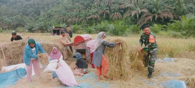 
					Babinsa Koramil 07/AKB Koptu Irawan bersama warga binaan melaksanakan panen padi di Desa Pematang, Sabtu (06/09/2025)
