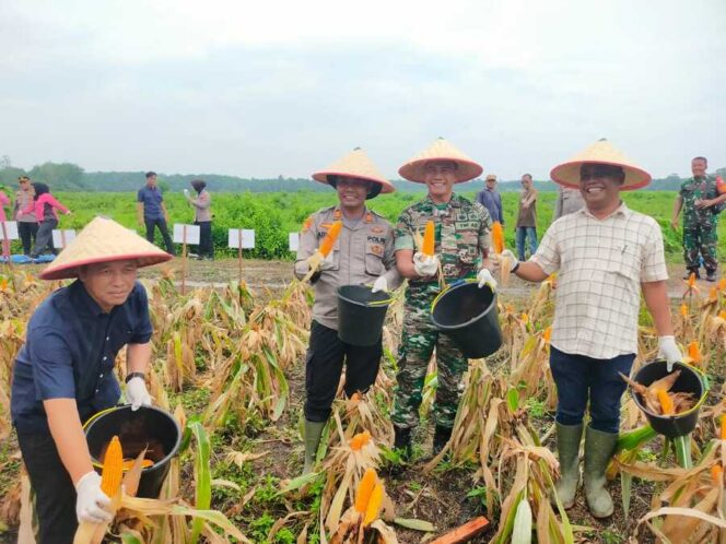 
					Danramil 11/KP Mayor Inf Hendra Gunawan mewakili Dandim 0209/LB bersama jajaran Forkopimda, hadiri Panen Raya Jagung Serentak Kuartal III, Sabtu (27/09/2025)