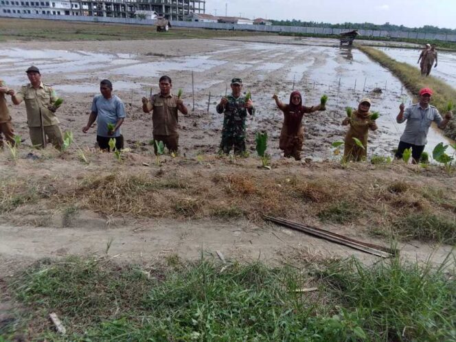 
					Babinsa Koramil 01/AK, Serka Ahmad Saedan, mendampingi kelompok tani Sepakat dalam kegiatan pendampingan hanpang, Senin (29/09/2025)