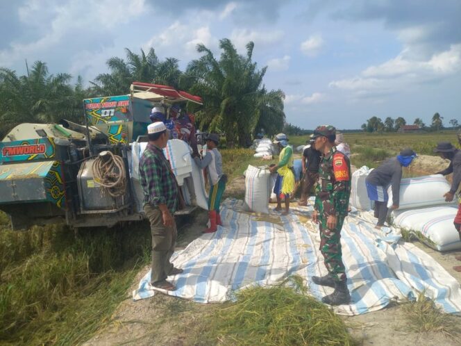 
					Babinsa Koramil 02/Tanjung Leidong, Sertu Sugiatman  mengawal proses panen di lahan Brigade Pangan Jaya seluas 19 hektare yang berada di Dusun Serbaguna, Rabu (28/01/2026)