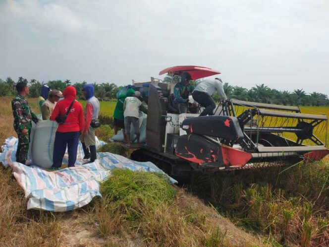
					Serka Dulman Nainggolan mendampingi panen di lahan seluas sekitar 6 hektare dari total areal pertanian 173 hektare yang dikelola Brigade Pangan Segar Tani, Rabu (04/02/2026)