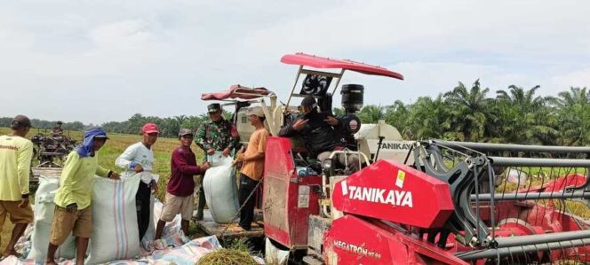 
					Babinsa Koramil 02/TL mengawal panen padi seluas 935 hektare di Kecamatan Kualuh Hilir sebagai bagian dari penguatan produksi pangan daerah, Selasa (24/02/2026)