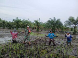Babinsa Koramil 02/Tanjung Leidong turun langsung ke sawah mendampingi penanaman padi IR 32 seluas 5 hektare di Desa Teluk Piai, Kecamatan Kualuh Hilir, Labura