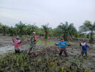 Babinsa Koramil 02/Tanjung Leidong turun langsung ke sawah mendampingi penanaman padi IR 32 seluas 5 hektare di Desa Teluk Piai, Kecamatan Kualuh Hilir, Labura