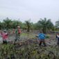 Babinsa Koramil 02/Tanjung Leidong turun langsung ke sawah mendampingi penanaman padi IR 32 seluas 5 hektare di Desa Teluk Piai, Kecamatan Kualuh Hilir, Labura