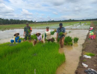 Bersama petani, TNI terus mengawal swasembada pangan