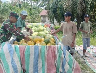 Babinsa Desa Sei Sentang, Serda Gofis Manullang, tidak hanya mendampingi petani saat menanam dan panen