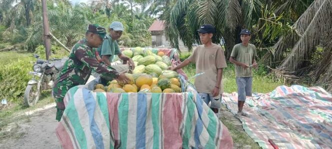 
					Babinsa Desa Sei Sentang, Serda Gofis Manullang, tidak hanya mendampingi petani saat menanam dan panen