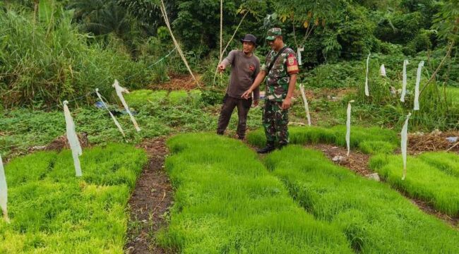 TNI Dampingi Program Hampang, Ekonomi Keluarga Mulai Terdongkrak