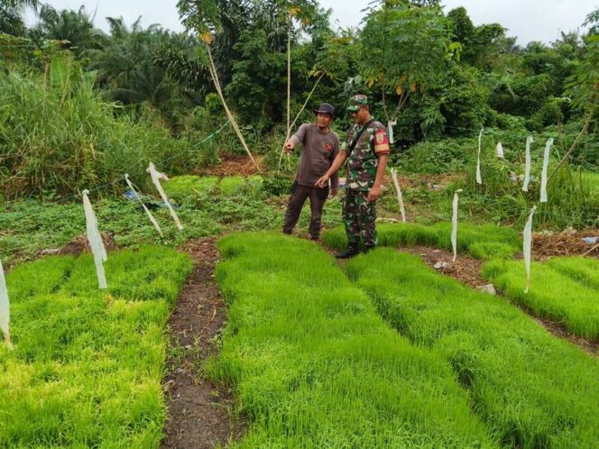 
					TNI Dampingi Program Hampang, Ekonomi Keluarga Mulai Terdongkrak