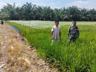 Babinsa Koramil 02/Tanjung Leidong mendampingi perawatan padi IR 32 di Kualuh Hilir