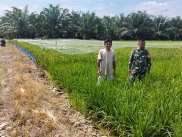 Babinsa Koramil 02/Tanjung Leidong mendampingi perawatan padi IR 32 di Kualuh Hilir