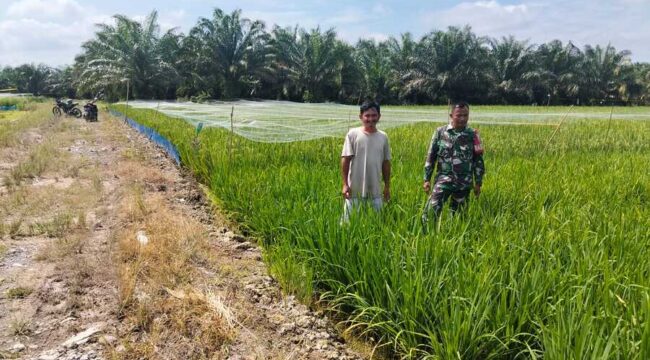 Babinsa Koramil 02/Tanjung Leidong mendampingi perawatan padi IR 32 di Kualuh Hilir