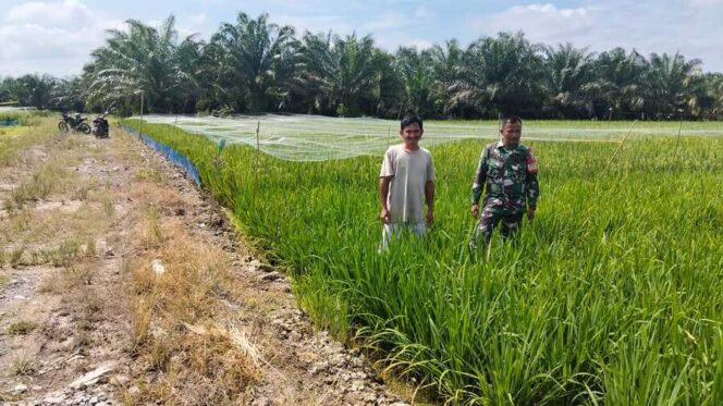 
					Babinsa Koramil 02/Tanjung Leidong mendampingi perawatan padi IR 32 di Kualuh Hilir